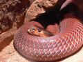 Red Spitting Cobra.jpg