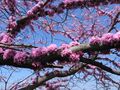 Redbud against sky.JPG