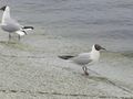 Adult summer plumage, Oslo, Norway