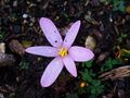 Colchicum alpinum 002.JPG