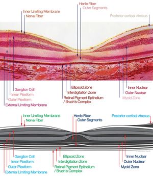 macula histology (OCT)