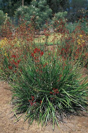 Anigozanthos.flavidus1web.jpg