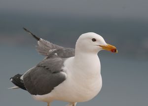 Armenian Gull standing, closeup at Sevan Lake.jpg