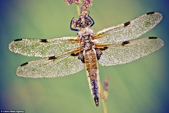 The entire insect seems covered by the dew, with the creature keeping just its hands exposed.