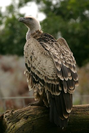 Gyps rueppellii -San Diego Zoo, California, USA-8a.jpg