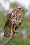 Steppe buzzard (Buteo buteo vulpinus).jpg