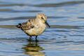 Sandpiper - Tunisia