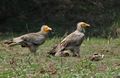 at Keoladeo National Park, Bharatpur, Rajasthan, الهند.