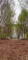 Avenue of trees in the garden