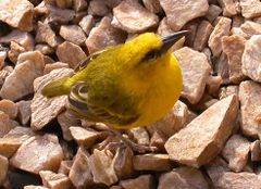 Slender billed weaver.jpg