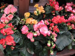 Begonia-IMG 0089sm.jpg