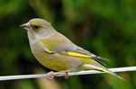 Carduelis chloris -England-8.jpg