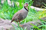 Chukarhuhn Weltvogelpark Walsrode 2010.jpg