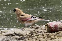 Desert Finch.jpg