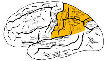 Gray726 parietal lobe.png