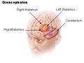 Diencephalon