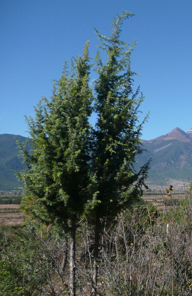 ملف:Juniperus formosana, Yulongxueshan.jpg - المعرفة