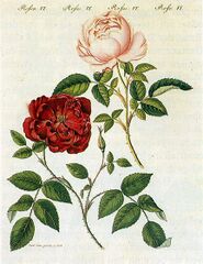 18th-century painting of two cultivars