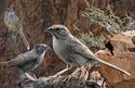 Rufous-crowned Sparrow From The Crossley ID Guide Eastern Birds.jpg