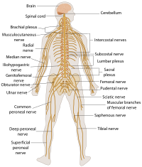 TE-Nervous system diagram.svg