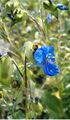 Commelina coelestis BotGardBln1005.jpg