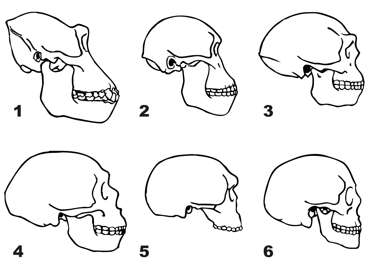 Меняется форма черепа. Форма черепа австралопитека. Череп неандертальца сбоку. Антропогенез черепа человека. Эволюция черепа у гоминид.