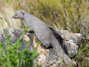 Cape Gray Mongoose on Lion's Head (29813836777).jpg