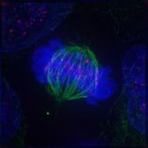 Metaphase: The centrosomes have moved to the poles of the cell and have established the mitotic spindle. The chromosomes have assembled at the metaphase plate.