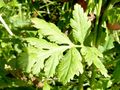 Tanacetum parthenium Blatt.JPG