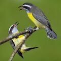 Bananaquits.jpg