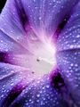 Close-up of a morning glory flower