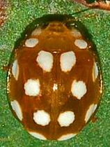 a brown ladybird