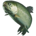 A trout