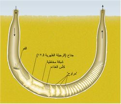 كثيرات الأشعار مقيمة في قاع البحر في أبوب بشكل U.jpg