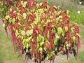 Loves-lies-bleeding (Amaranthus caudatus)