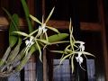 Cultivated Epidendrum ciliare