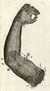 Ambroise Pare; prosthetics, mechanical arm Wellcome L0043497 (cropped).jpg