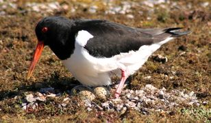 H. o. ostralegus nesting, دورنوخ (اسكتلندا)