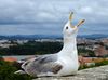 Seagull July 2014-2.jpg