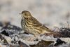 Wiesenpieper Meadow pipit.jpg