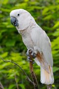 Cacatua moluccensis -Cincinnati Zoo-8a.jpg