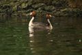 Great Crested Grebe courtship display at Hyde Park, London, UK