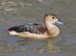 Lesser Whistling Duck RWD1.jpg