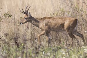 O. bezoarticus buck.jpg