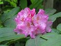 Rhododendron macrophyllum.JPG