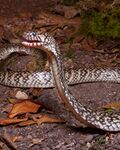 Naja nana, Congo dwarf water cobra