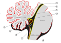 Scheme of roof of fourth ventricle. The arrow is in the foramen of Majendie.