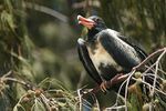 Lesser frigatebird lei.jpg