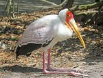 Yellow-billed Stork RWD5.jpg