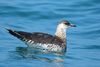 Arctic Skua 1.jpg